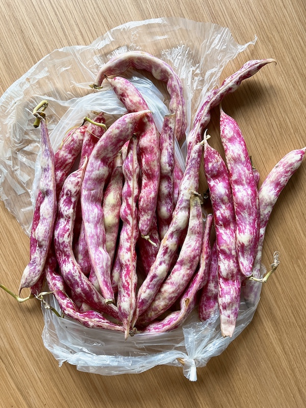 Beautiful and fresh borlotti beans.