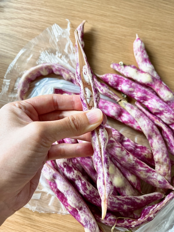 Open borlotti beans.