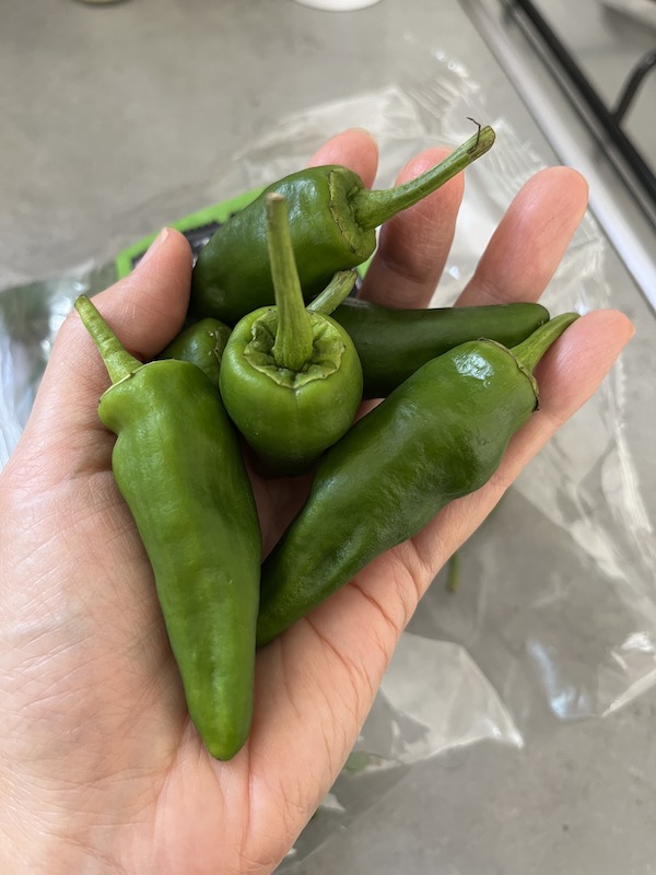 A handful of Padron pepper