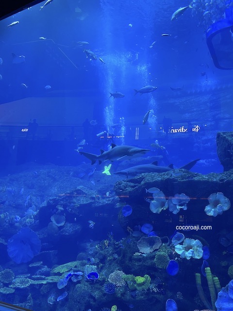 Dubai Aquarium.