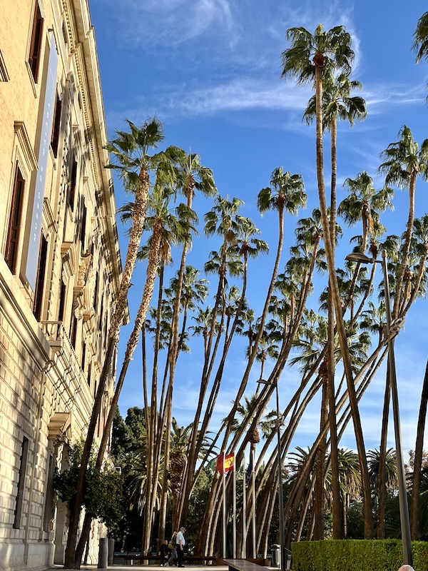 Palm trees in Málaga.