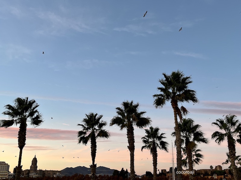 Palm trees in sunset time in Málaga.