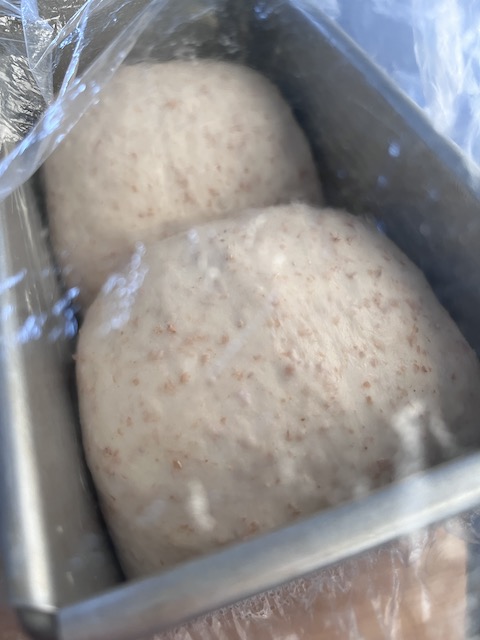 Second fermentation of Japanese shokupan bread.