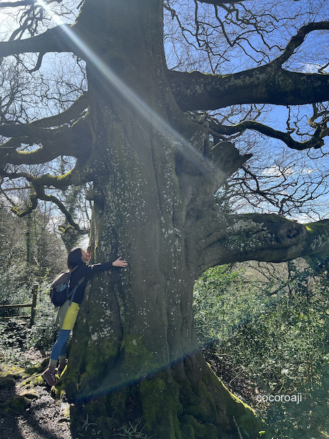 Eagle's Nest walk in Wye Valley.