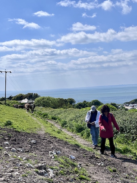 Chasing by cows on Isle of Wight.