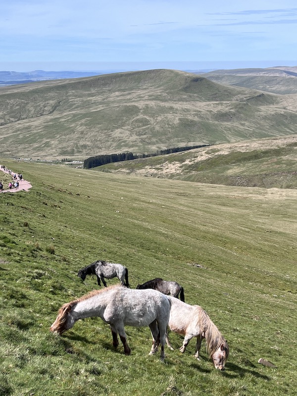 Wild horses on Pen y Fan.