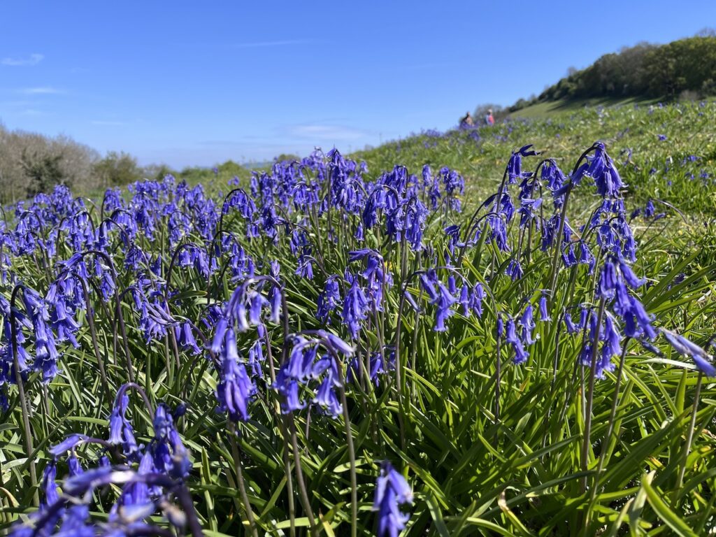 Bluebell at Cam Peak.
