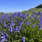 Bluebell at Cam Peak.