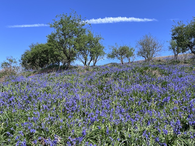 Bluebell on Cam Peak.