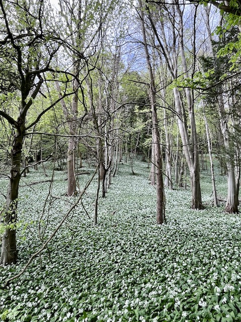 Wild garlic in Woodchester Park.