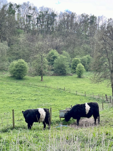 Cows in Woodchester Park.